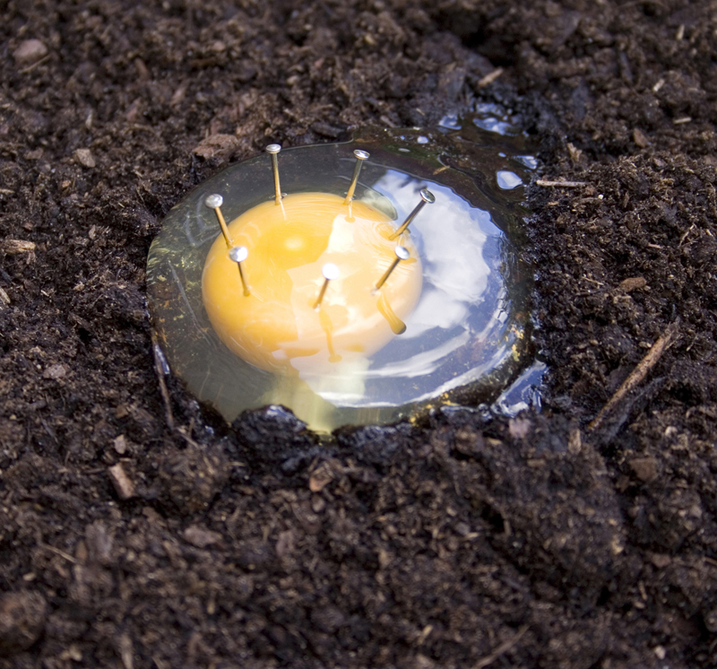 installation by Mair Hughes titled 'Dome', raw egg pinned the earth with pins